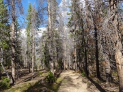 dead_trees