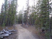 through_trees