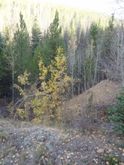 yellow_and_green