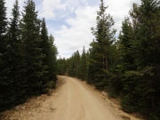 healthy_trees