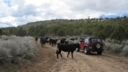 monica_and_cows