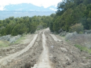muddy