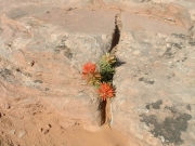 desert_flower_part_1