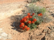 desert_flower_part_2