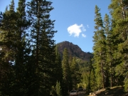 view_through_trees