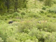 cows_part_1