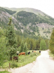 cows_part_2