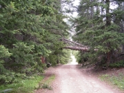 downed_tree