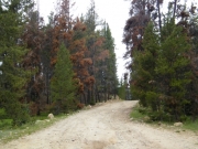 early_trail