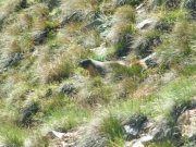 marmot