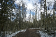 bare_aspens