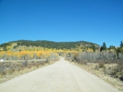 aspens