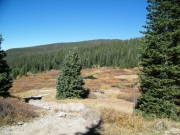 meadow