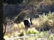 moose