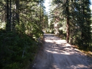 through_trees