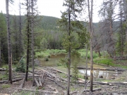 bog