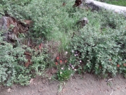 flowers_in_july