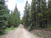 healthy_forest