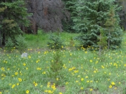 yellow_flowers