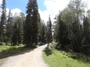 into_the_trees