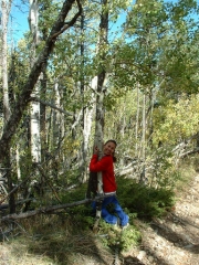tedi_the_tree_hugger