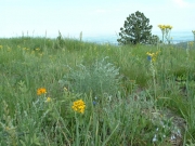 wildflowers