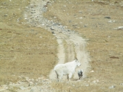 goats_part_2