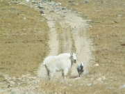 goats_part_3