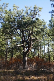 complicated_tree