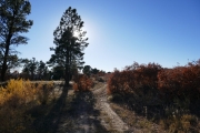 scrub_oak