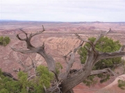 gnarled_tree_at_the_top