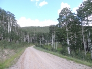 aspens