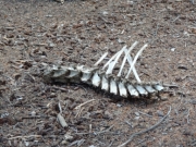 campsite_surprise