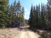 healthy_trees