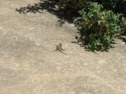 lizard