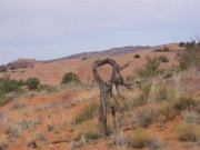 gnarled_tree