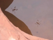 water_hole_part_4