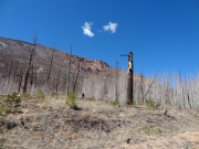 burned_trees