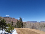 pine_trees