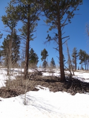 straight_trees