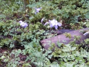 columbines