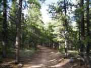 tall_trees