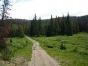 meadow