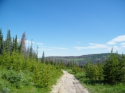 patches_of_trees