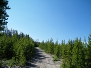 small_trees