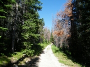 straight_trail