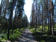 tall_trees
