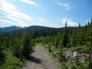 through_new_trees