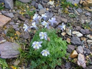 columbines