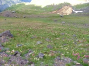 field_of_wildflowers